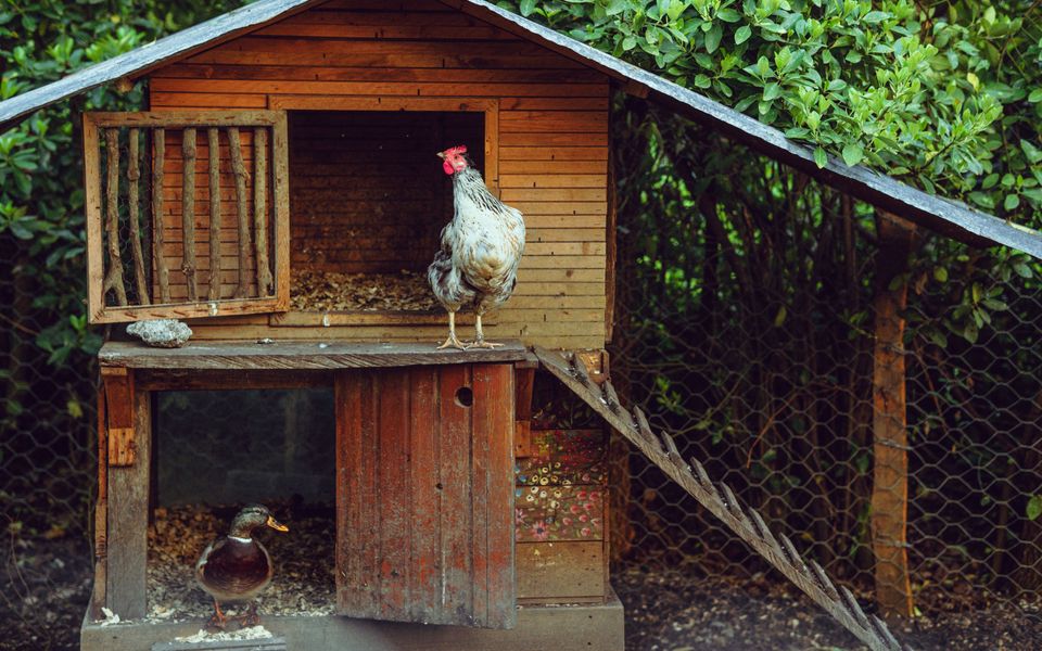 grande ferme avec un poulailler en bois